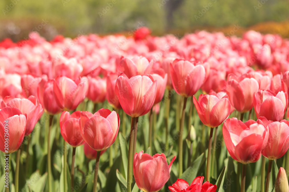 Fototapeta premium Field of bright pink tulips under sunlight. Floral background of many blooming tulips. Spring landscape, nature, gardening. Array of spring flowers close-up. Natural background for design