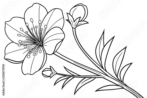 coloring page line art the cosmos flower black vector