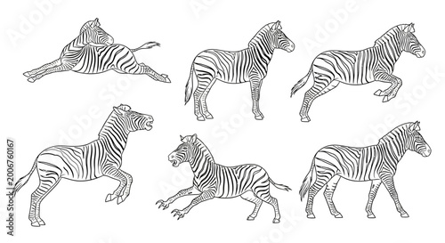 Zebra set, hand-drawn sketch collection of African wildlife animals