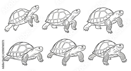 Tortoises Walking Together, Isolated on White Background, Nature Wildlife