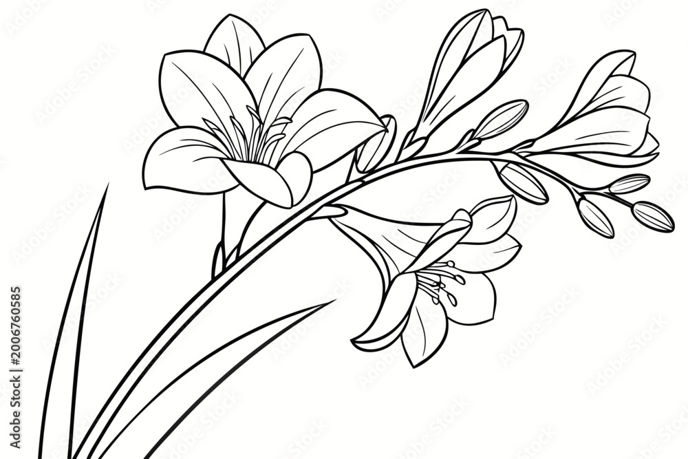 Freesia Illustration Images – Browse 13,508 Stock Photos, Vectors