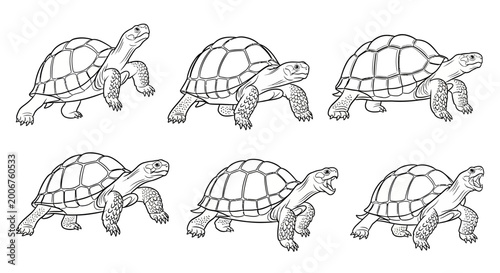Turtle illustration set, walking tortoise sketches for animal design projects