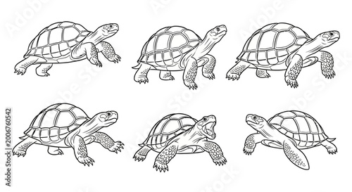 Turtle set, hand drawn sketch illustration of tortoises in motion