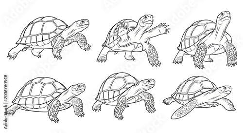 Tortoise Progression Line Drawing