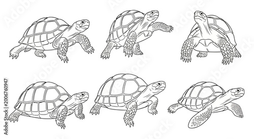 Turtle set line art illustrations, hand drawn animal character collection