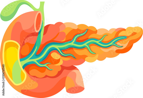 Human pancreas and duodenum anatomy illustration showing digestive ducts