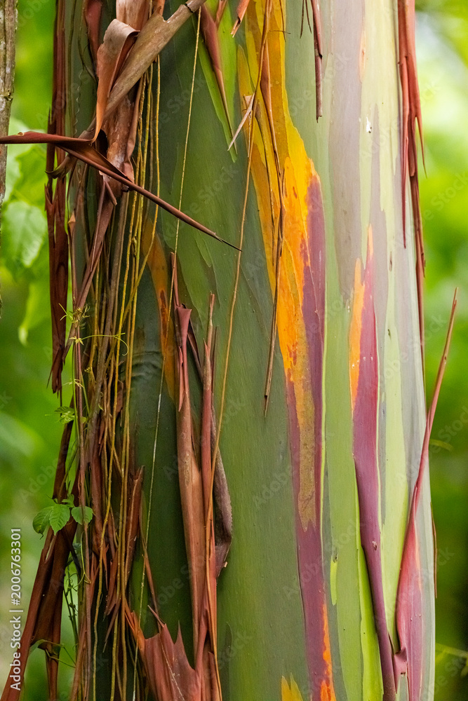Obraz premium Rainbow Eucalyptus, introduced species in Costa Rica. 