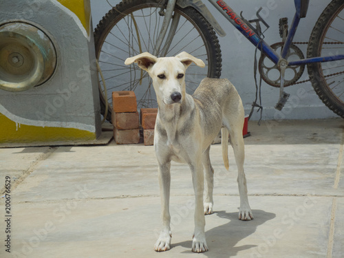 Skinny street dog standing on urban rooftop