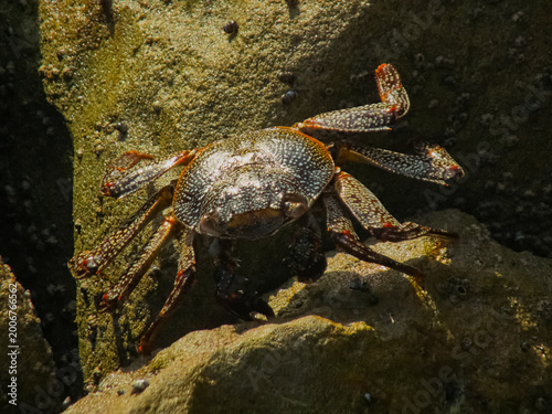Marble crab (pachygrapsus marmoratus) on wet coastal rocks