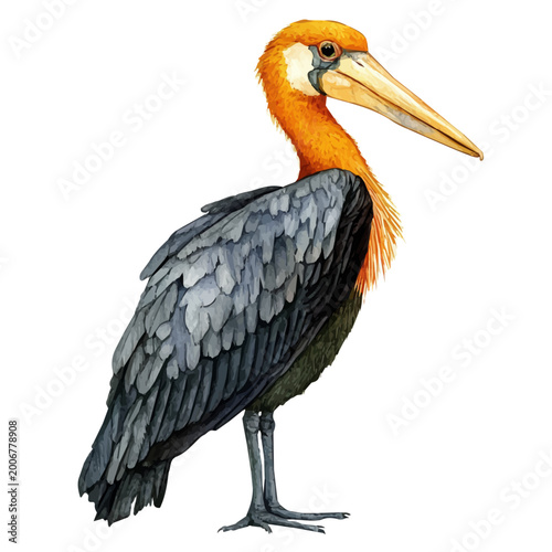 Foto Lesser Adjutant, watercolor vector clipart, isolated on a white background