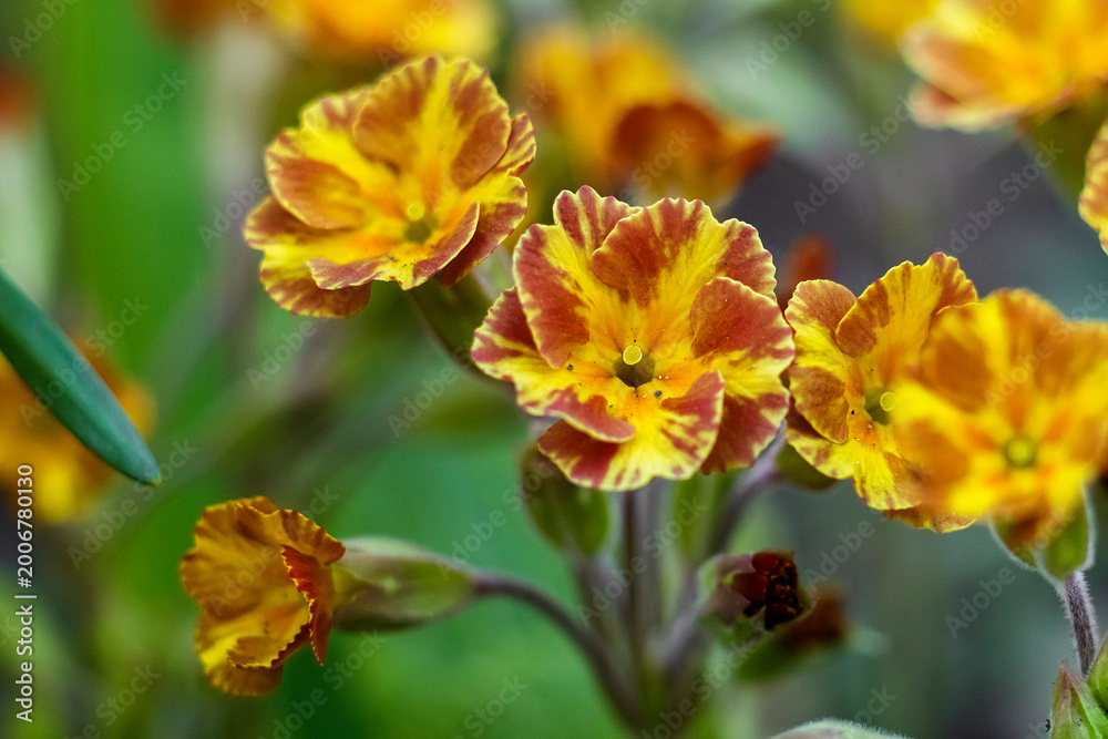Obraz premium Bright orange and yellow tulips blooming in a spring garden, softly lit by warm sunlight with a blurred floral background.