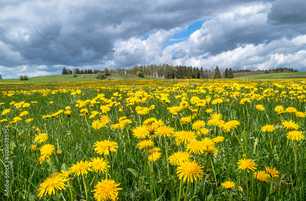 Fototapeta premium Eine Wiese mit blühendem Löwenzahn im Frühling, Bayern, Deutschland, Europa