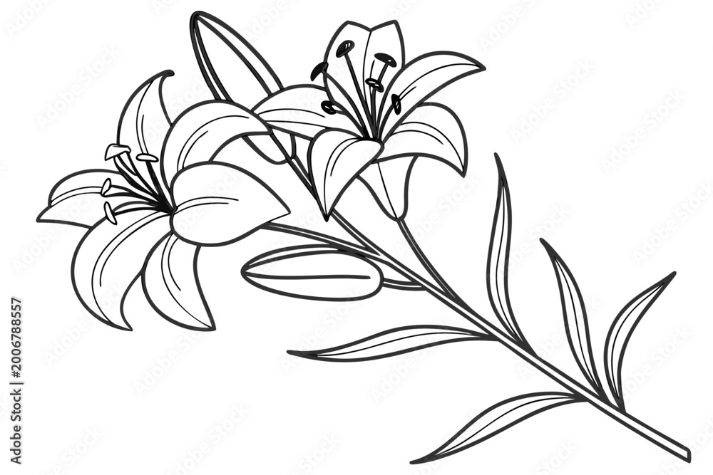 Obraz premium coloring page line art the lobelia flower black vector