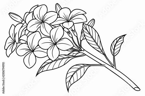 Tableau sur toile coloring page line art the plumbago flower black vector