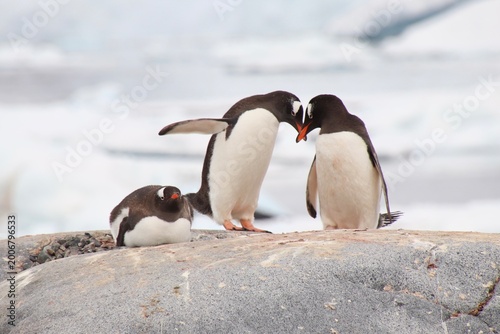 Fotografie Penguin couple