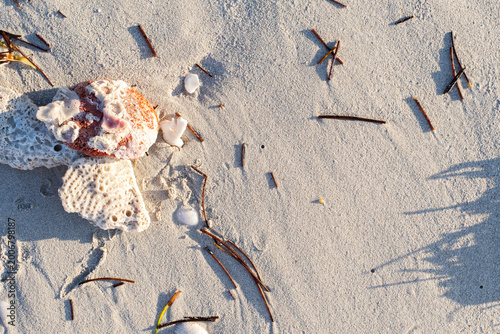 Top view of coral fragments and sea debris on the white sand of Varadero, Cuba. Perfect for copy space