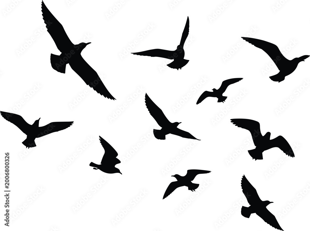 Fototapeta premium Flying birds silhouette collection with various wing positions isolated on white background for nature wildlife freedom and sky design use