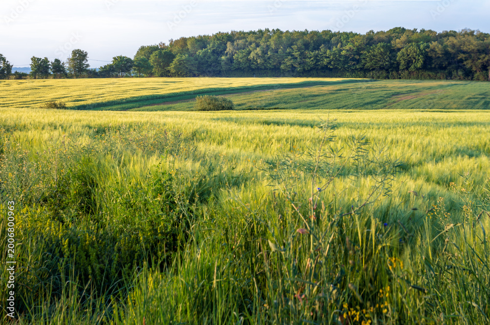 Fototapeta premium Agricultural landscape with green wheat fields and rolling hills in springtime.