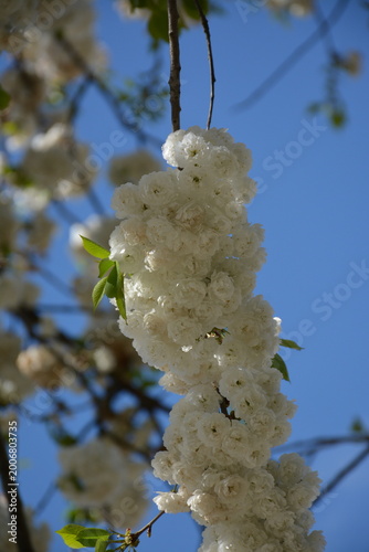 Принти на полотні Lush snow-white sakura flowers on a tree branch against a blue sky