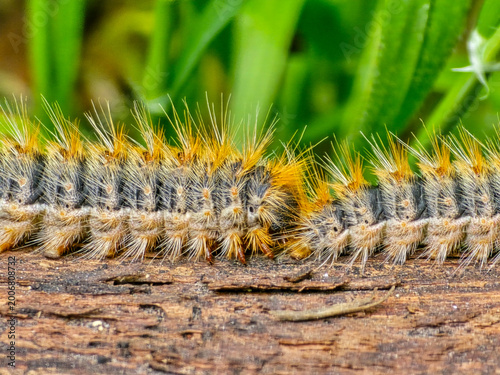 Fényképezés Macro close up of two hairy processionary caterpillars crawling end to end on a