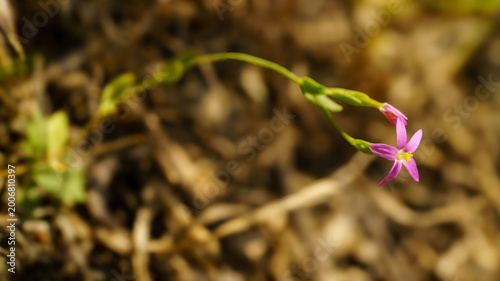 Εκτύπωση καμβά Tiny delicate pink wildflower blooming on a slender green stem against a blurred