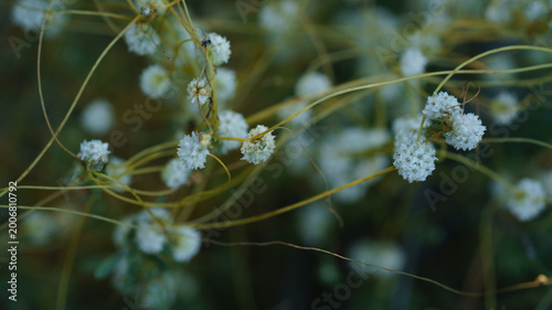 Photography Close up of Cuscuta epithymum blooming outdoors