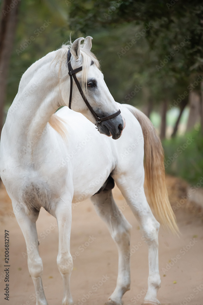 Naklejka premium portrait of beautiful white Marwari stallion posing in garden at cloudy day. India, Gujarat