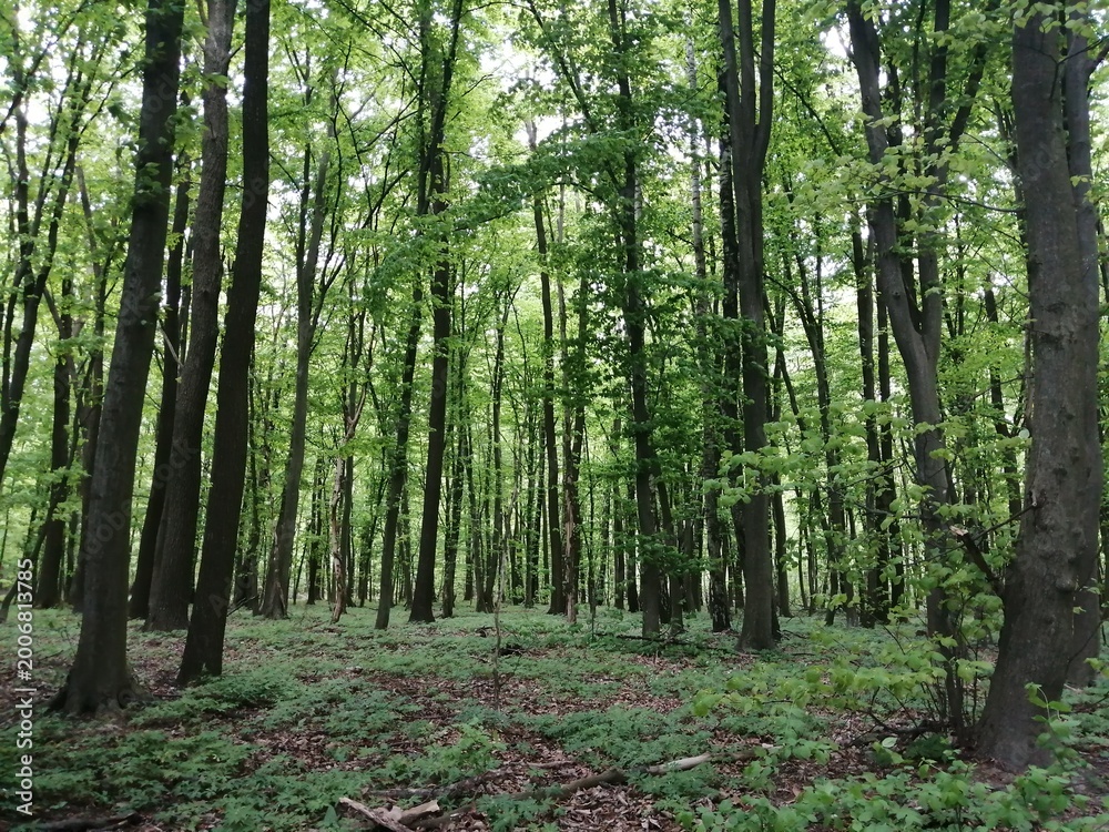 Obraz premium trees in the forest