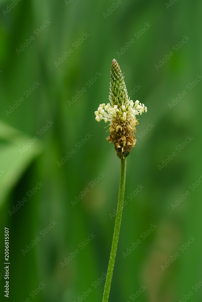 Naklejka premium Macro photograph of a single ribwort plantain inflorescence with white stamens in a green field