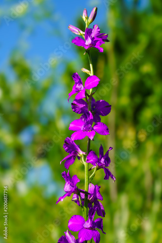 Fotografie Vibrant purple delphinium wildflower growing on a green stalk in a summer garden