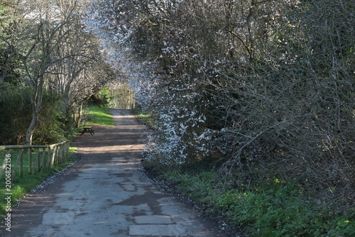 Footpath with trees on either side