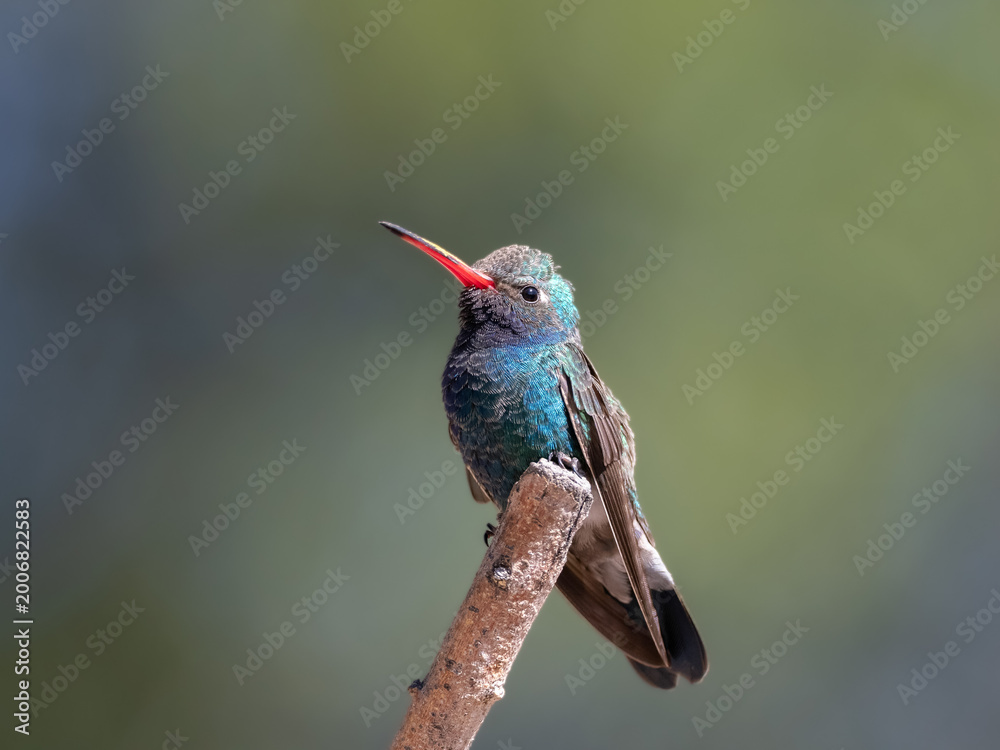 Fototapeta premium Male Broad-billed Hummingbird