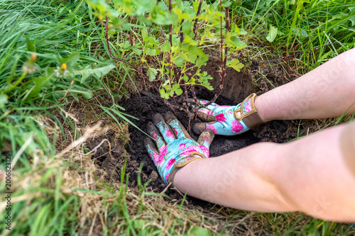 Fotografie Woman pressing soil around gooseberry roots in garden, hands shaping earth outdoors, gardening work, home food growing, eco lifestyle, spring planting