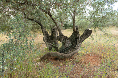 ancient olive tree with a twisted trunk