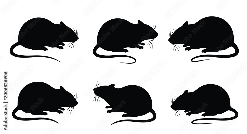 Fototapeta premium Collection of six black rat silhouettes in various poses against a white background silhouette high quality professional detailed modern elegant stylish clean crisp vibrant