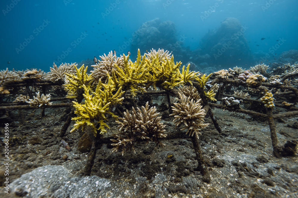 Fototapeta premium Living coral on metal construction in deep ocean, coral farming
