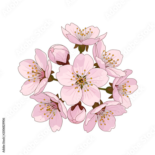 Pink Cherry Blossom Sakura Flower Cluster Vector Illustration