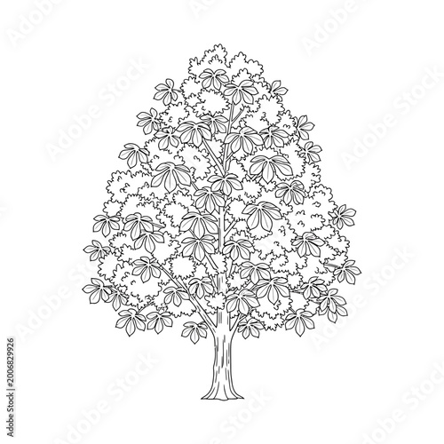 Chestnut tree line art illustration isolated on white background