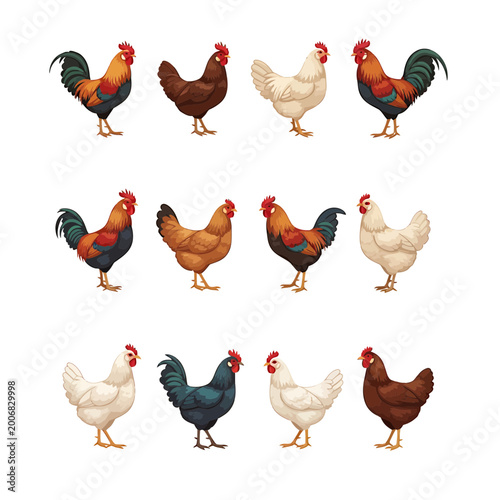 Diverse chicken and rooster breeds vector set isolated on white