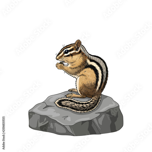 Chipmunk sitting on a rock eating vector illustration
