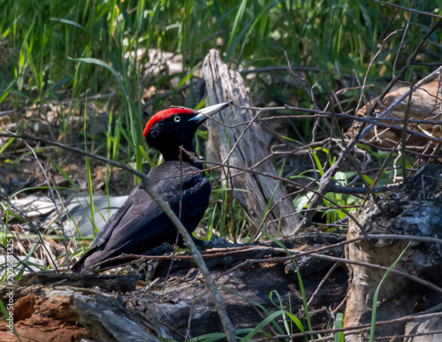 Black Woodpecker Foraging In Woodland