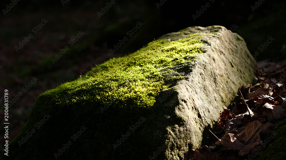 Fototapeta premium Vibrant green moss adorns a weathered forest rock, illuminated by a sunbeam, creating a stark contrast against the dark, mysterious woodland background. Serene nature
