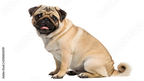 Cute fawn pug dog sitting isolated on white background looking adorable and playful