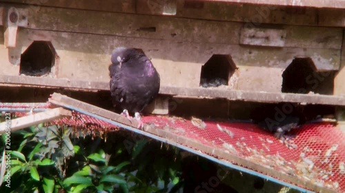 Dark bird perched on ledge near nest hole in wall within rustic building environment