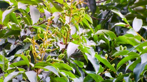 Baby lychee fruits growing on tree branch with green leaves in tropical orchard natural daylight