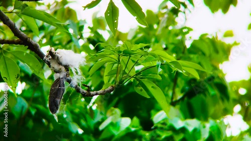Dense green foliage moving slightly in breeze creating calming natural background texture for environment visuals