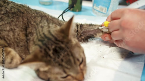 Male hand of caucasian technician inserts a catheter into vein of animal. Tabby sedated relaxed cat on sterile pad and needle is inserted in veterinary clinic. Collecting blood from pet for analysis
