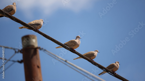 A line of peaceful pigeons perch gracefully on overhead electrical wires against a vibrant clear blue sky, basking in bright daylight