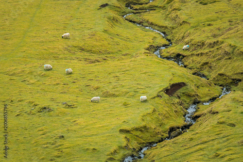 sheeps in the field in isle of skye in Scotland