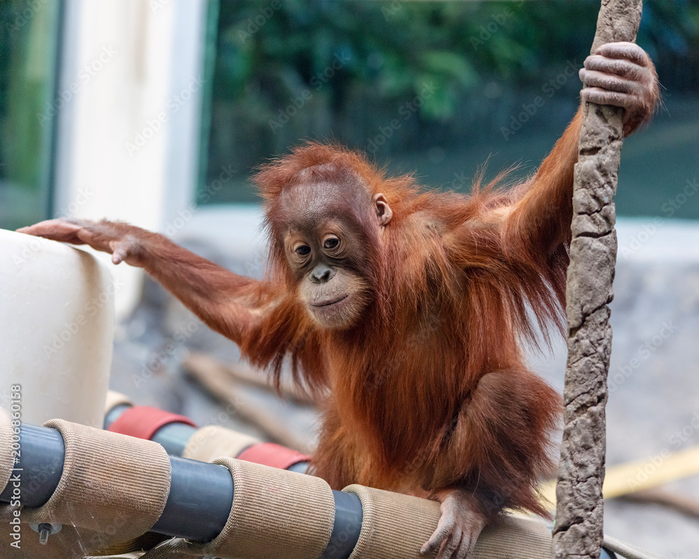 Fototapeta premium Sumatran orangutan baby Forest plays at the St. Louis Zoo